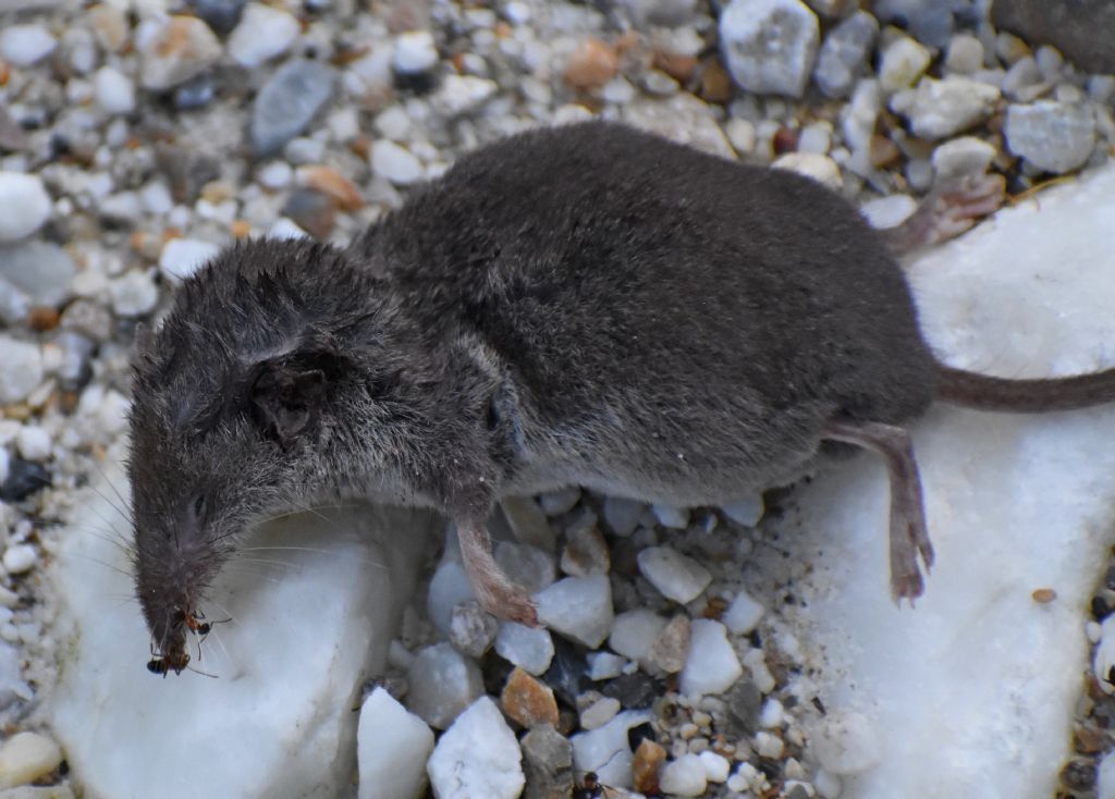 Crocidura suaveolens / Crocidura minore